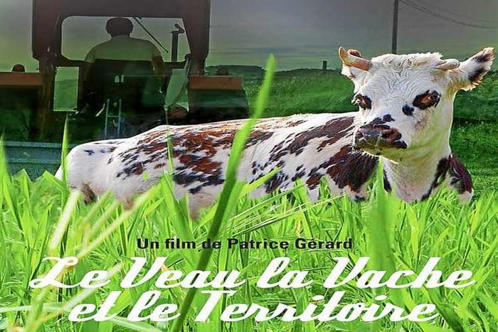 (projection-rencontre) Le veau, la vache et le territoire / de Patrick Gérard