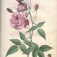 Festival le Livre et la correspondance - Histoire de la rose