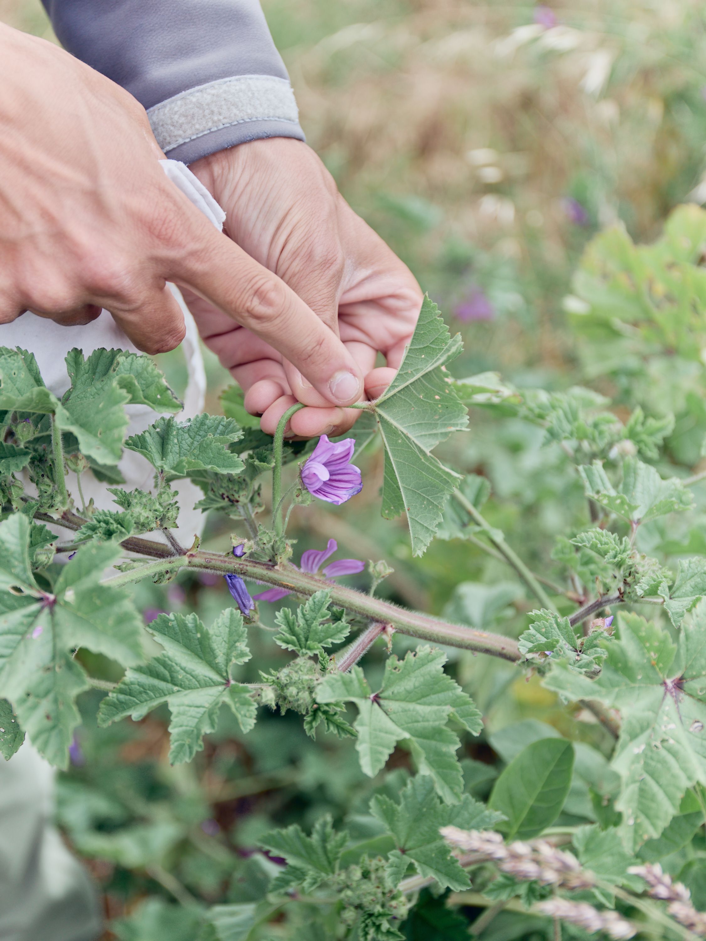 Prés salés et autres plantes comestibles