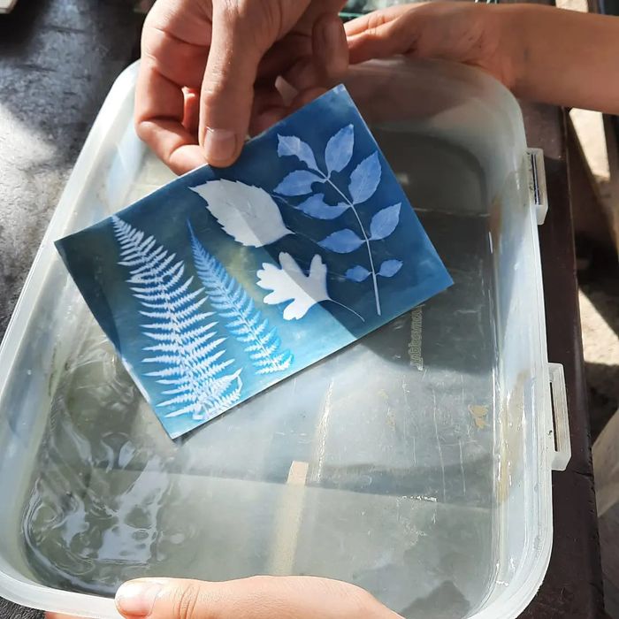 Cyanotype des plantes des haies