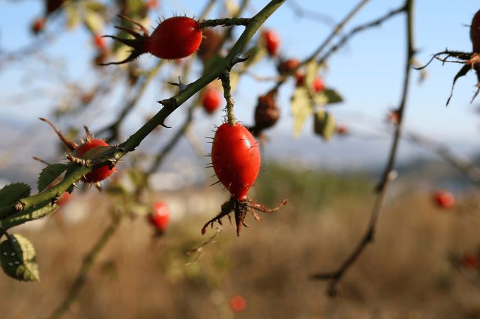 Secrets des baies et fruits sauvages du bocage