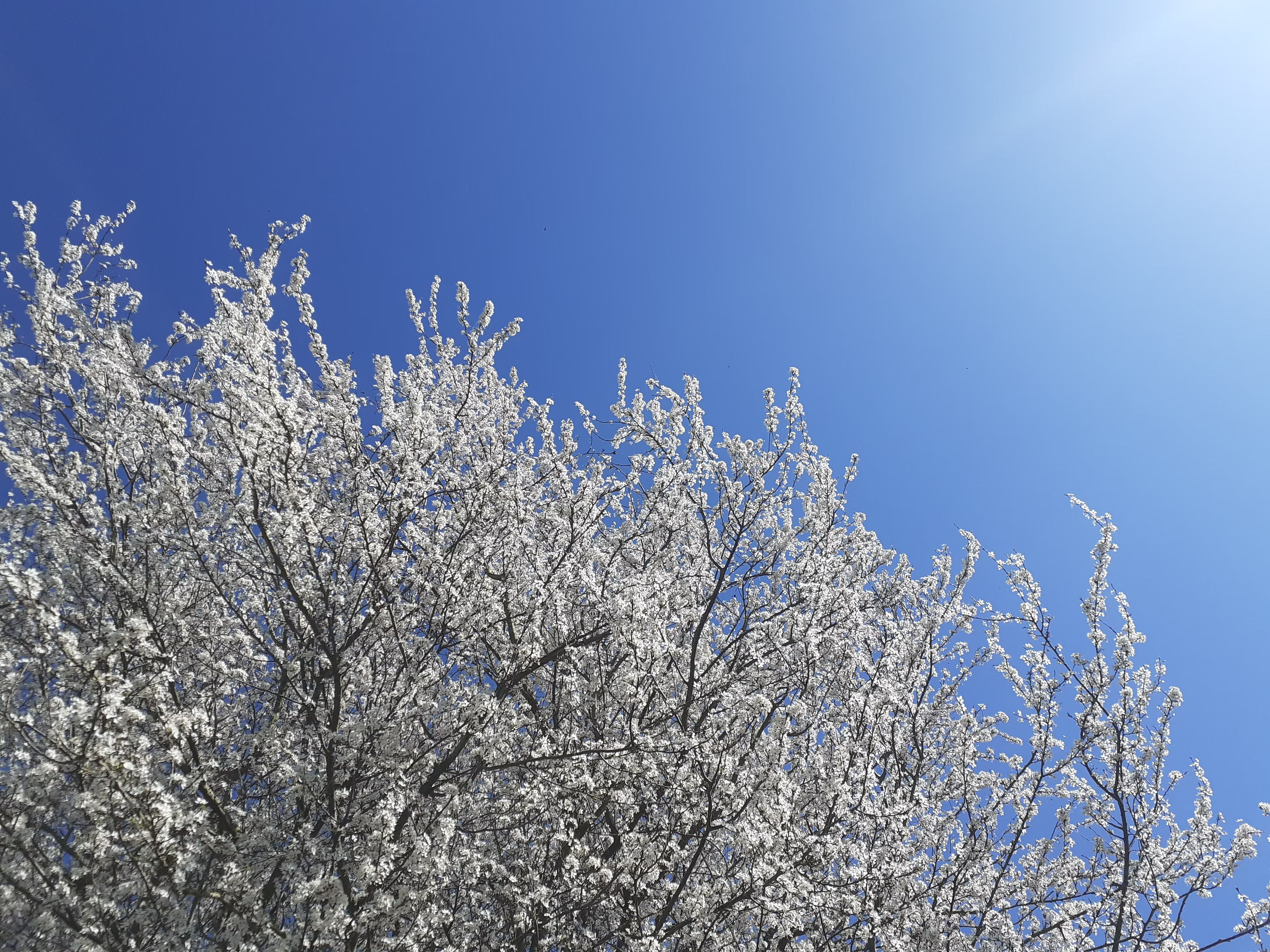 Let's celebrate the spring equinox together in Mindfulness!
