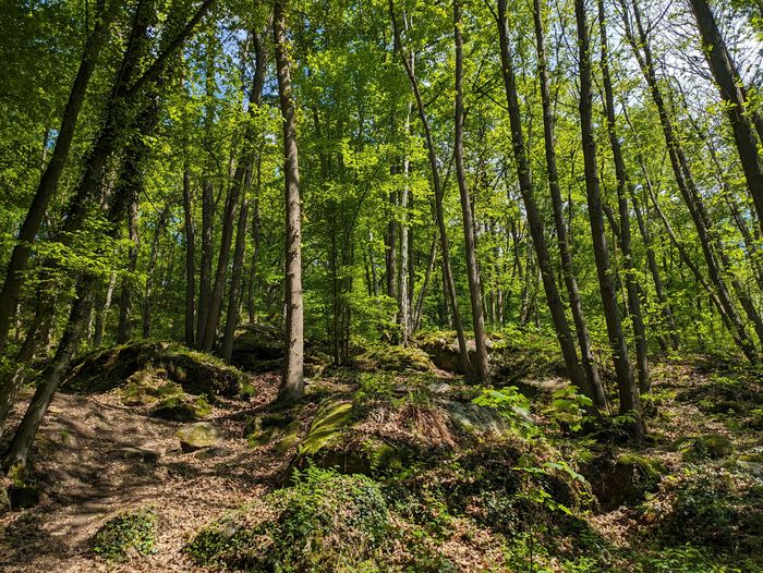 Sortie coorganisée par Île-de-France Nature