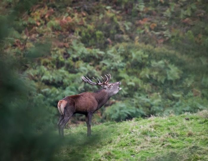 Aventure photo Brame du Cerf