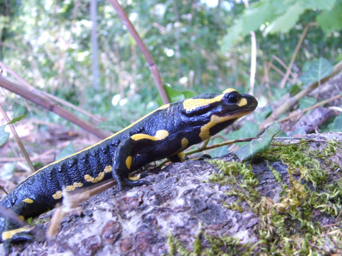 Amphibians in Autumn and the Very Mysterious Salamander