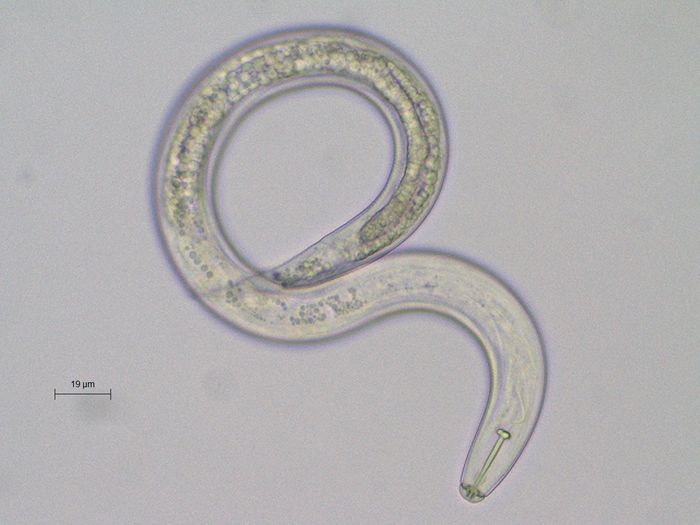 Les nématodes, ces vers qui ont colonisé le monde