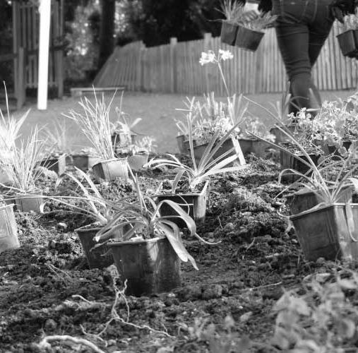 Utilisation des vivaces pour un fleurissement durable de votre commune