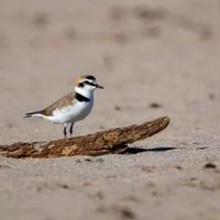 Balade naturaliste avec le Conservatoire du littoral