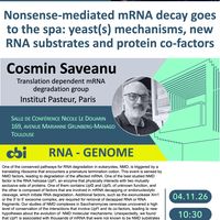 Nonsense-mediated mRNA decay goes to the spa: yeast(s) mechanisms, new RNA substrates and protein co-factors