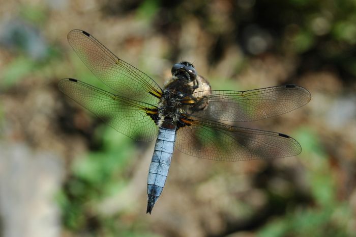 À vos mares, prêt, partez ! - Biodivers'été
