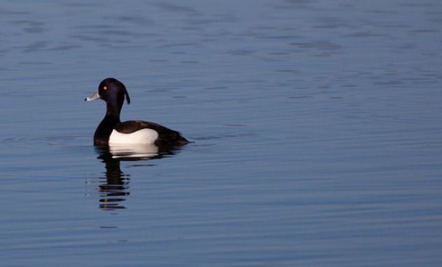 Sortie ornithologique : les hivernants du Lac de Beaulieu à Couëron