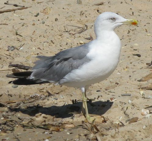 Découverte des oiseaux du littoral et des animaux marins à la biblioplage