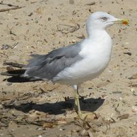 Découverte des oiseaux du littoral et des animaux marins à la biblioplage