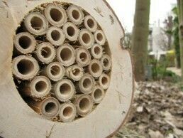 🐞 Venez découvrir comment de simples aménagements peuvent aider à favoriser la biodiversité dans nos jardins, balcons et espaces extérieurs.