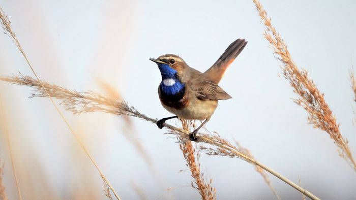 Mini stage : A la découverte de la Gorgebleue, oiseau rare