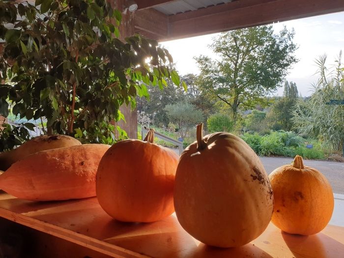 Atelier "Creusage de courges"