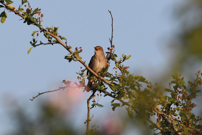 À la découverte des oiseaux