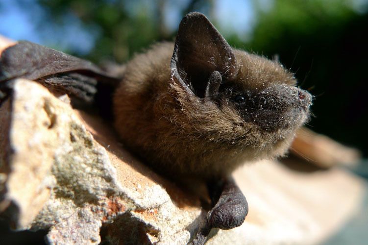 Animation gratuite : À la découverte des chauves-souris avec la LPO