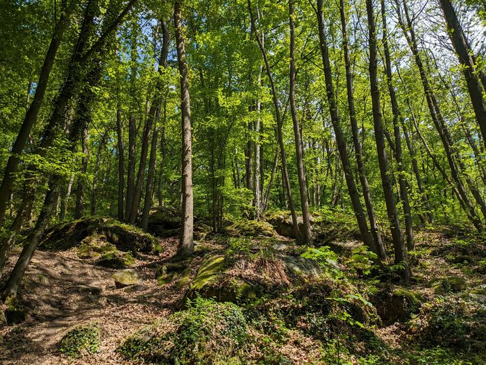 Entre contes, histoire et biodiversité : voyage au cœur d'un patrimoine naturel et humain