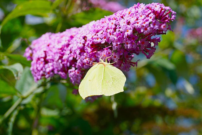 Découverte des insectes et des pollinisateurs à Wimille — le 26 août 2026