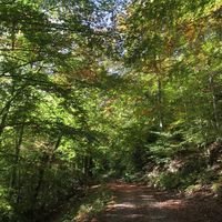 Écoutons les arbres
