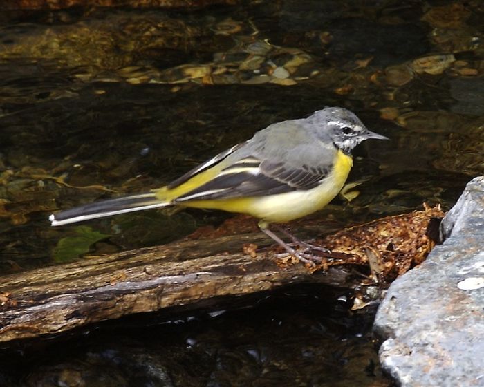 [RAOK AN HAÑV] Exposition sur les oiseaux