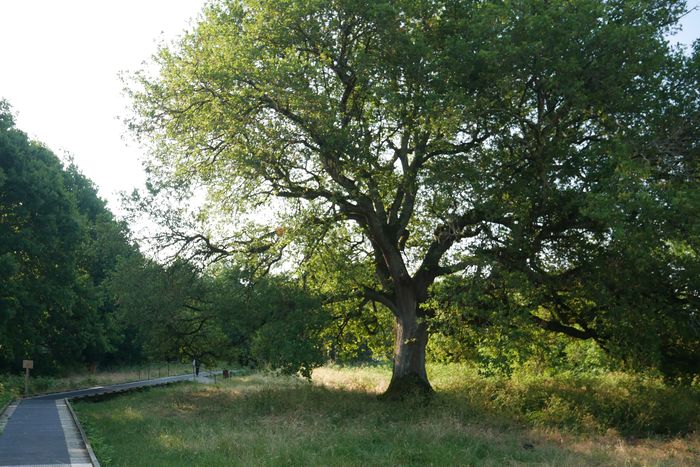 A la découverte du Grand Chêne