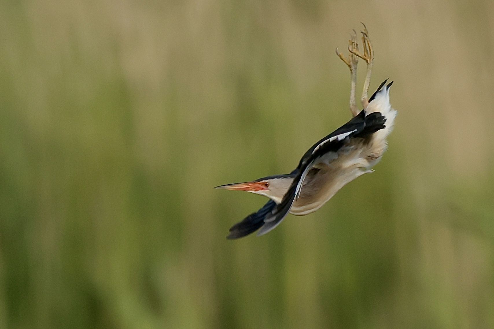 Nature insolite
