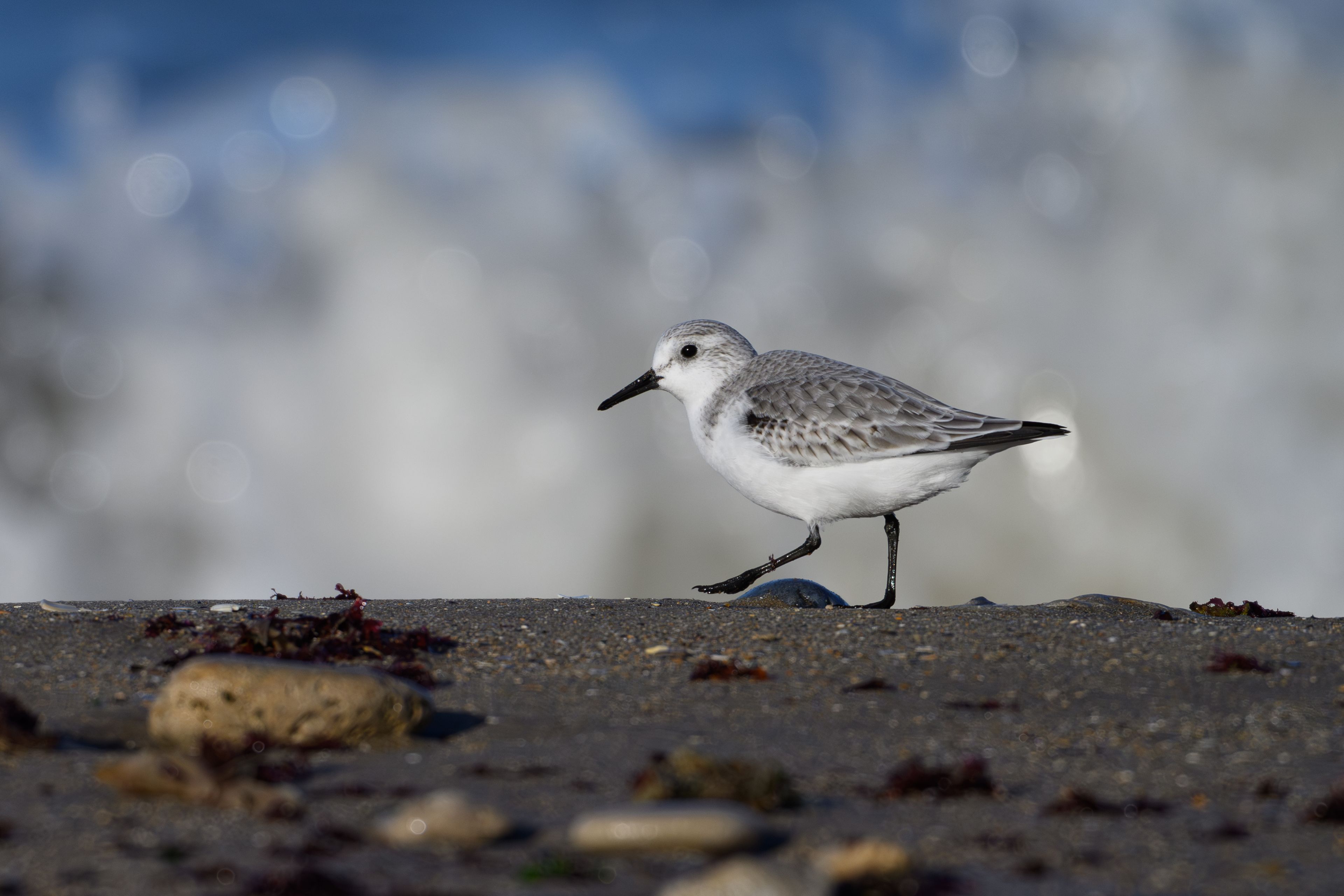 VIERVILLE-SUR-MER/14 : Découverte des oiseaux des falaises du Bessin