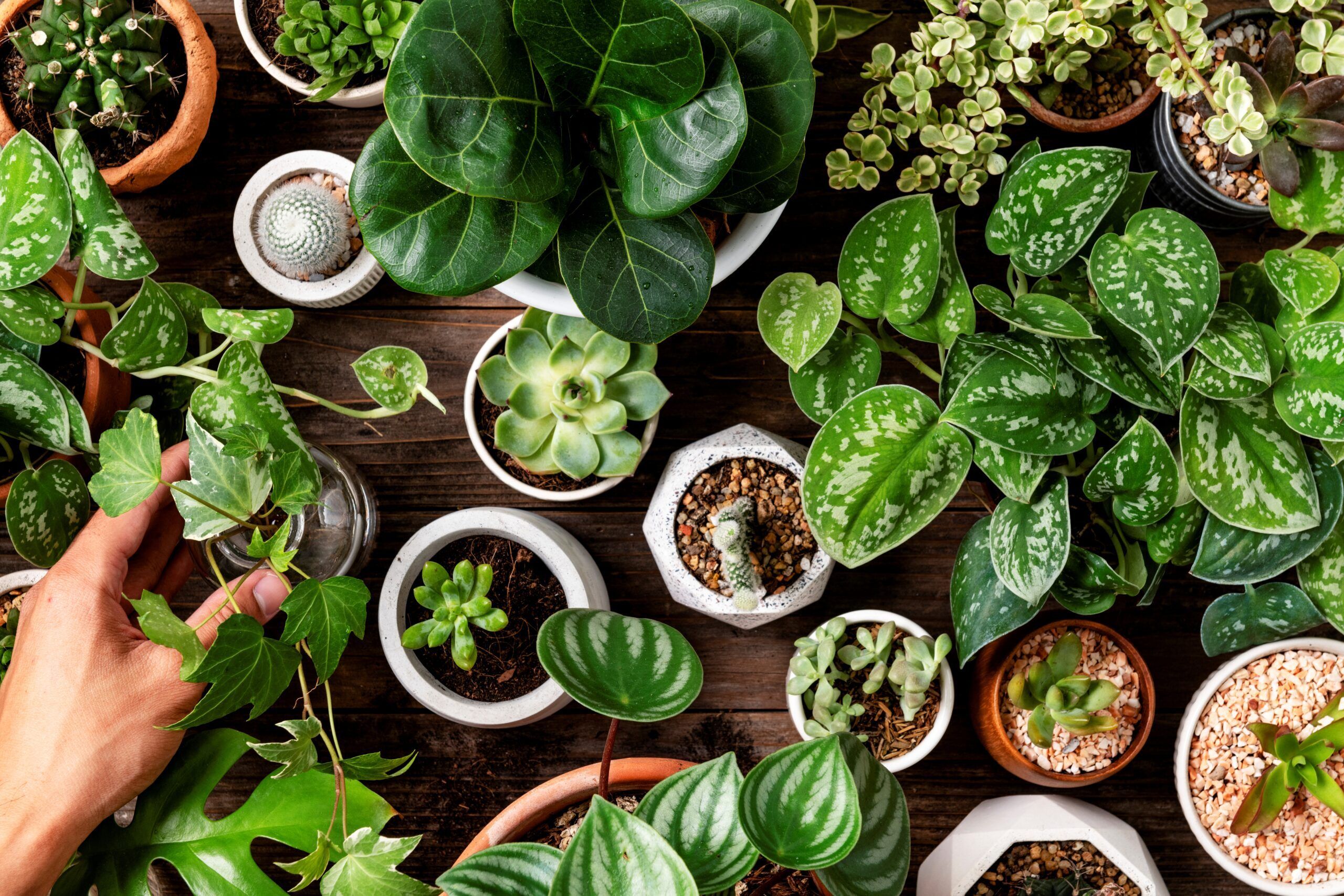 Troc de plantes
