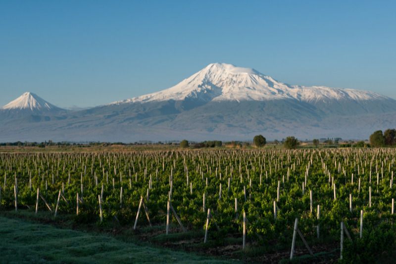 Vins d’Arménie, berceau d'une civilisation du vin