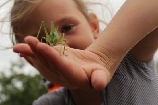 Pas si bêtes ! (Camp d'été en breton, 6-10 ans)