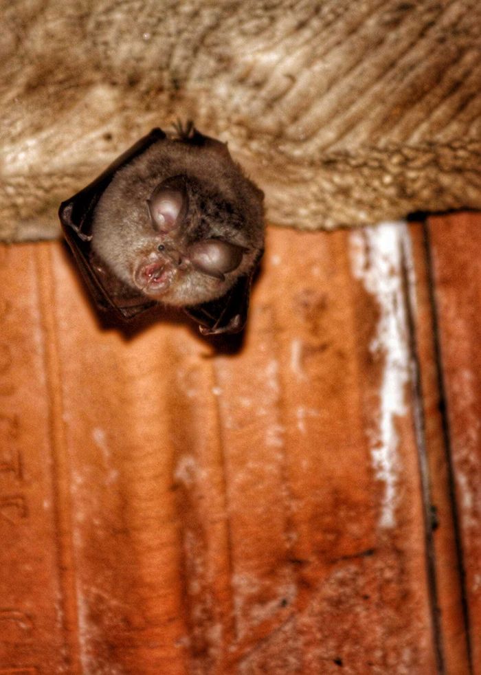 Nuit de la Chauve Souris à Plouezoc'h — le 26 août 2026