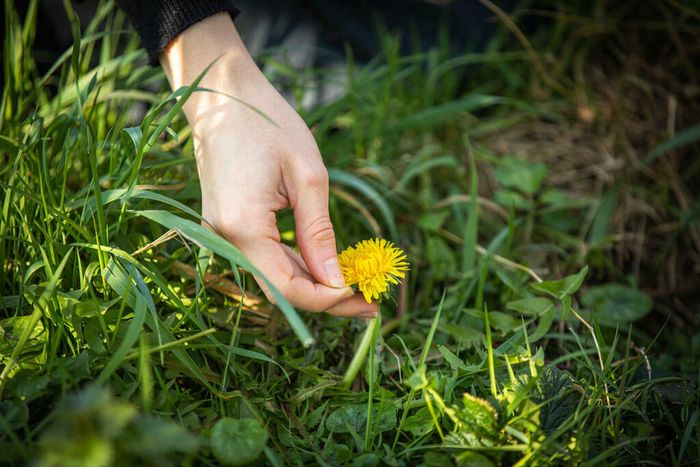 Découverte des plantes sauvages comestibles et atelier cuisine (apéro sauvage)