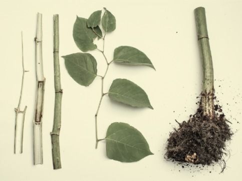 (atelier) Fenaison de renouée du Japon dans le cadre de la Rentrée Anthropocène,Fête de la Science 2020,thématique générale «Planète Nature»