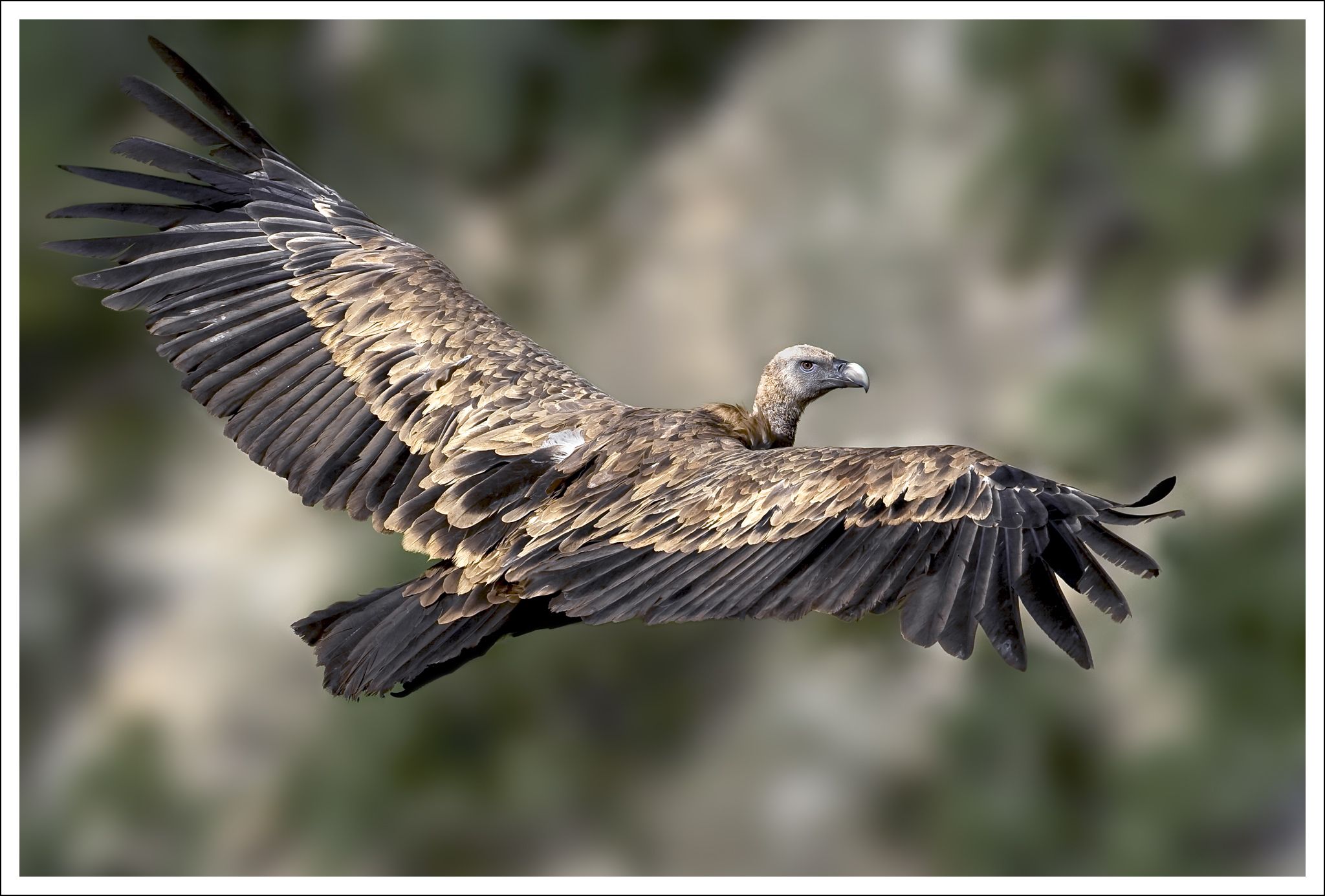 A hauteur d'ailes