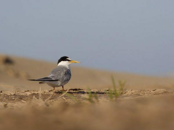 Sortie Lpo – Les Oiseaux De La Plage De Mateille