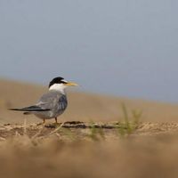 Sortie Lpo – Les Oiseaux De La Plage De Mateille