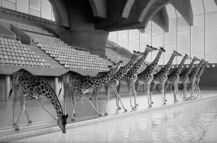 Films from Clermont-Ferrand International Short Film Festival