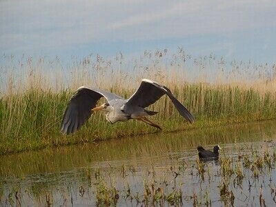 Sortie nature : Balade ornithologique au marais Audubon