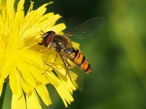 Les pollinisateurs