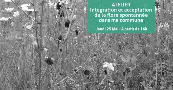 Intégration et acceptation de la flore spontanée dans ma commune | CAUE 72