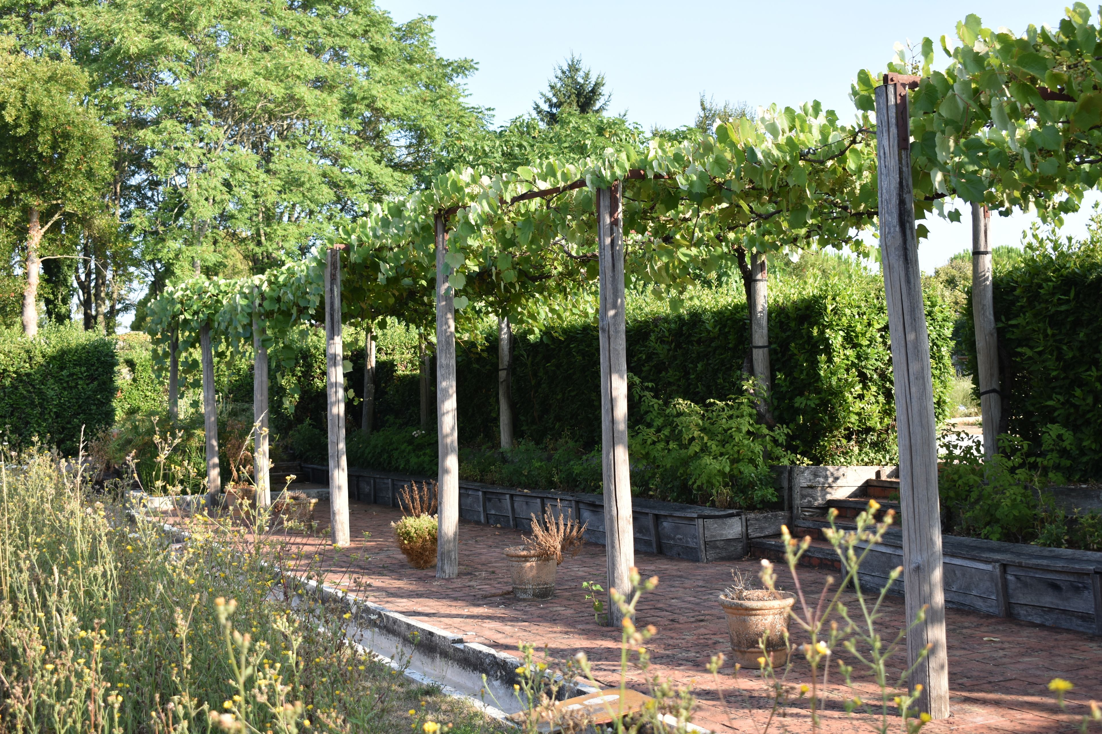 Vendanges