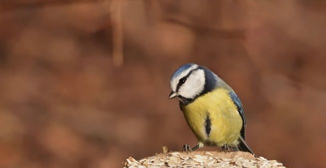 Sortie nature : Balade ornithologique au Jardin des plantes