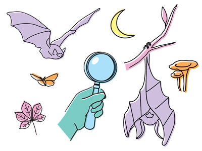 CHAVILLE - A la découverte des ombres volantes et autres animaux nocturnes !