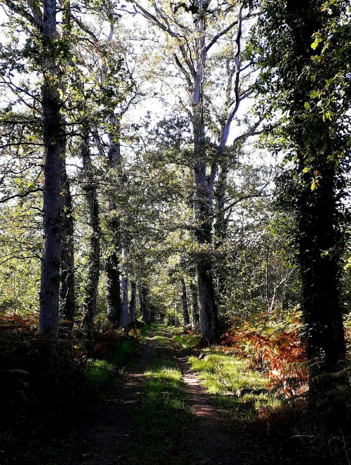 Balade vannerie buissonnière ENS Forêt de Brossay - Cizay la Madeleine 49