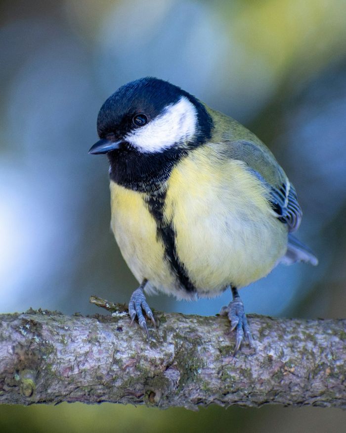 Visite naturaliste : les oiseaux du Jardin botanique du Jardin Public