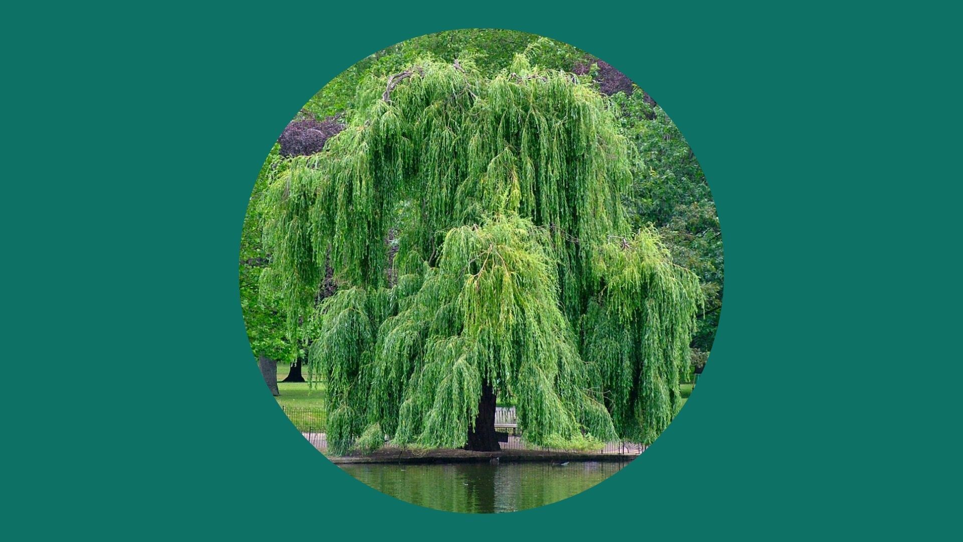 🌿 Des racines aux branches : le saule dans tous ses états