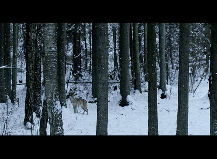 La forêt et les animaux qui l’habitent