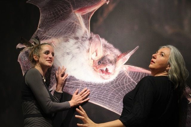 Les demoiselles de la nuit